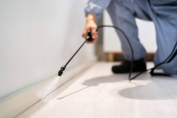 Licensed Wasp Removal service in Waterman, IL - Show Me Pest Control